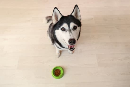 Schattige husky met bek open wacht op zijn hondenvoeding bij groene voerbak op houten vloer