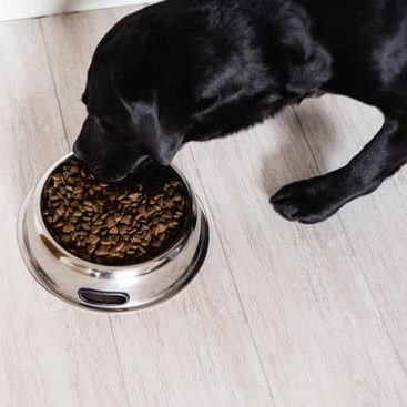 Zwarte labrador eet hondenvoeding van BuddyBites uit voederbak