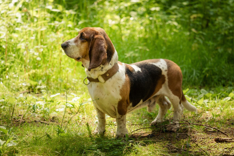 Top 10 rustige hondenrassen - basset hound - BuddyBites