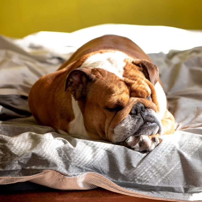 Top 10 rustige hondenrassen - Engelse bulldog - BuddyBites