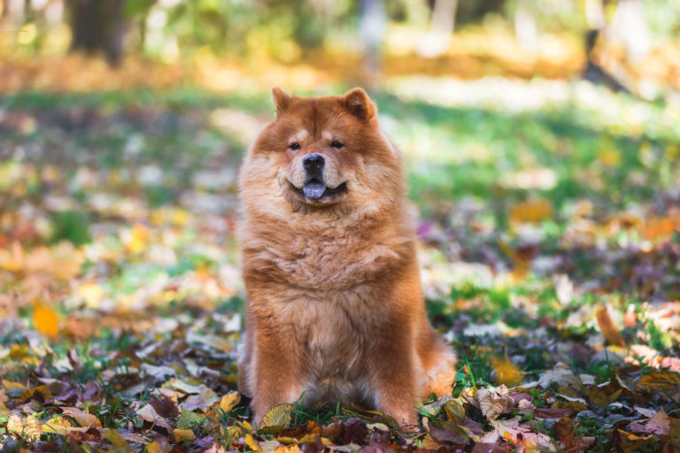 Top 10 rustige hondenrassen - chow chow - BuddyBites