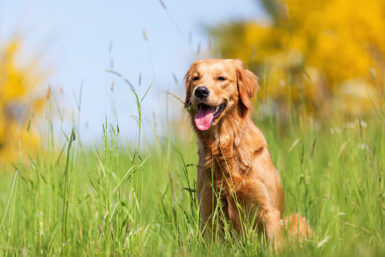 Top 10 rustige hondenrassen - golden retriever - BuddyBites