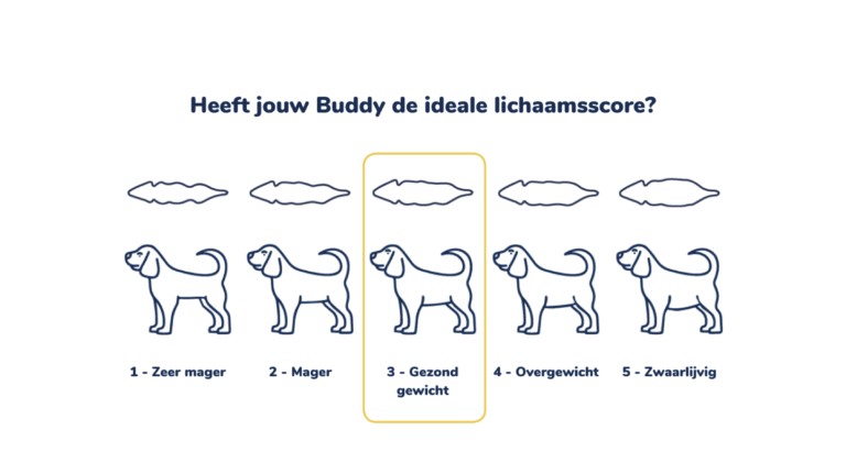Ideaal gewicht hond - BCS (Body Condition Scores) - BuddyBites - hond te mager of te dik