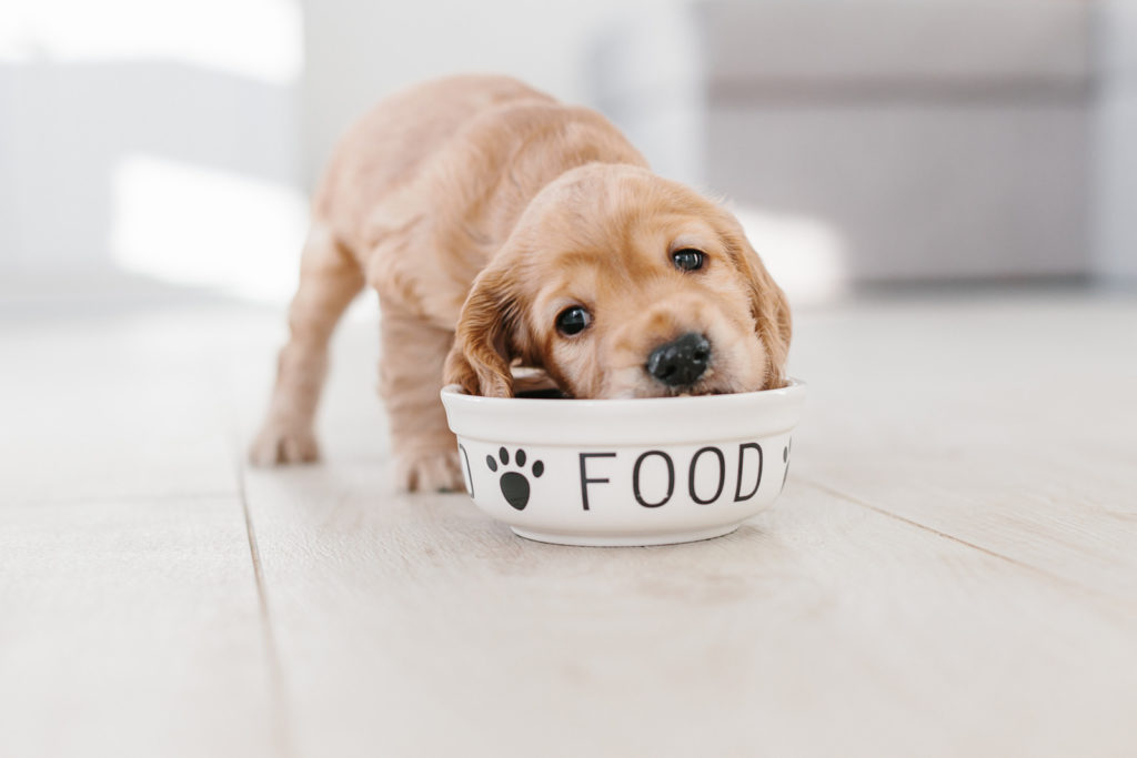 Hoeveel moet een pup eten? - BuddyBites