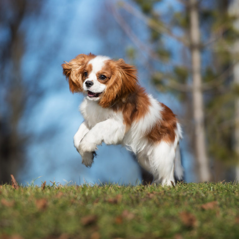 Hoeveel moet een puppy bewegen? - BuddyBites