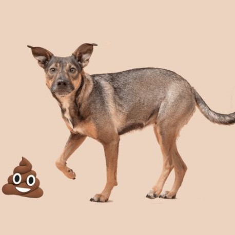Hondenvoeding tegen diarree - BuddyBites