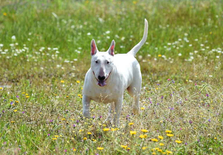 Top 10 hondenrassen met een witte vacht - Witte bullterriër - BuddyBites
