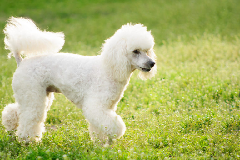 Top 10 hondenrassen met een witte vacht - Witte poedel - BuddyBites