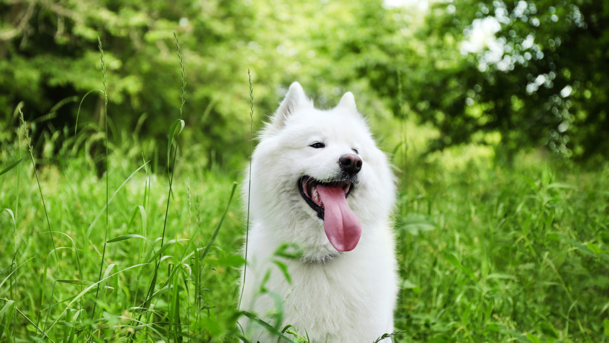 Woordenlijst Kwadrant Zijn bekend Top 10 bijzondere hondenrassen met een witte vacht - BuddyBites