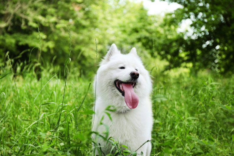 Top 10 hondenrassen met een witte vacht - samojeed