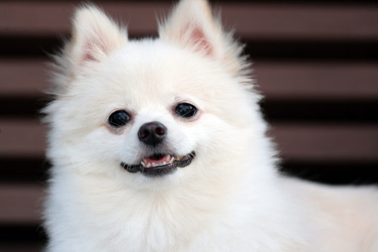 Top 10 witte hondenrassen - BuddyBites