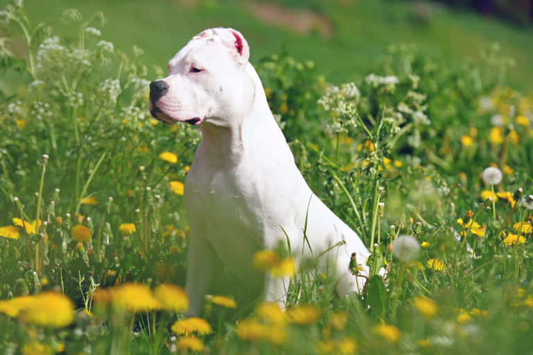 Top 10 hondenrassen met een witte vacht - Argentijnse dog in bloemenveld