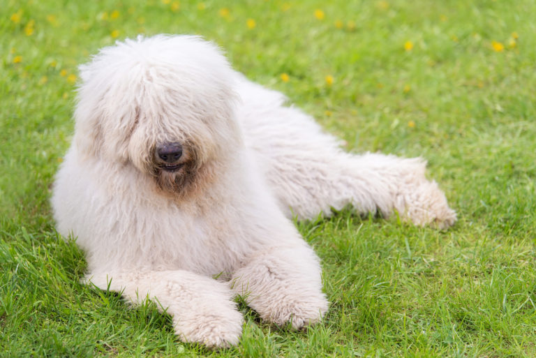 Top 10 hondenrassen met een witte vacht - komondor