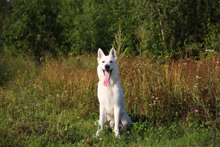 Top 10 hondenrassen met een witte vacht - Zwitserse herder - BuddyBites