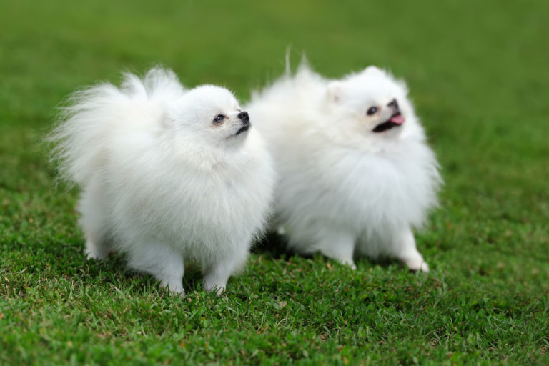 Top 10 hondenrassen met een witte vacht - keeshond
