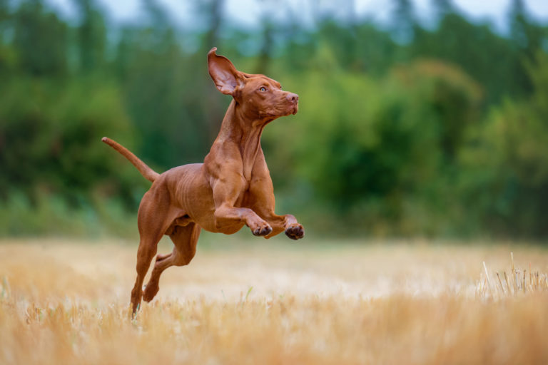 Top 7 leukste Europese hondenrassen - vizsla - BuddyBites