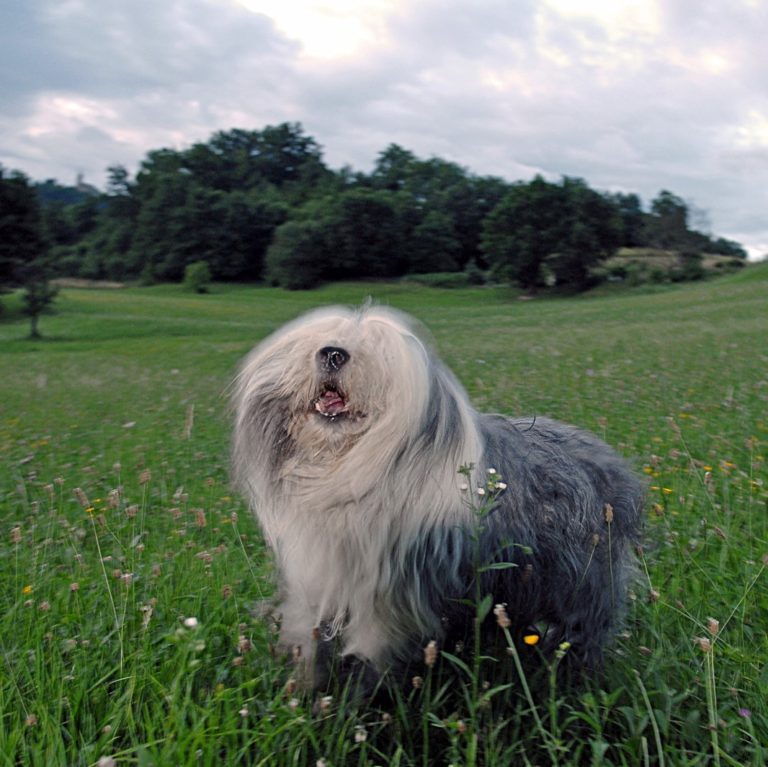 Top 7 leukste Europese hondenrassen - bobtail - BuddyBites