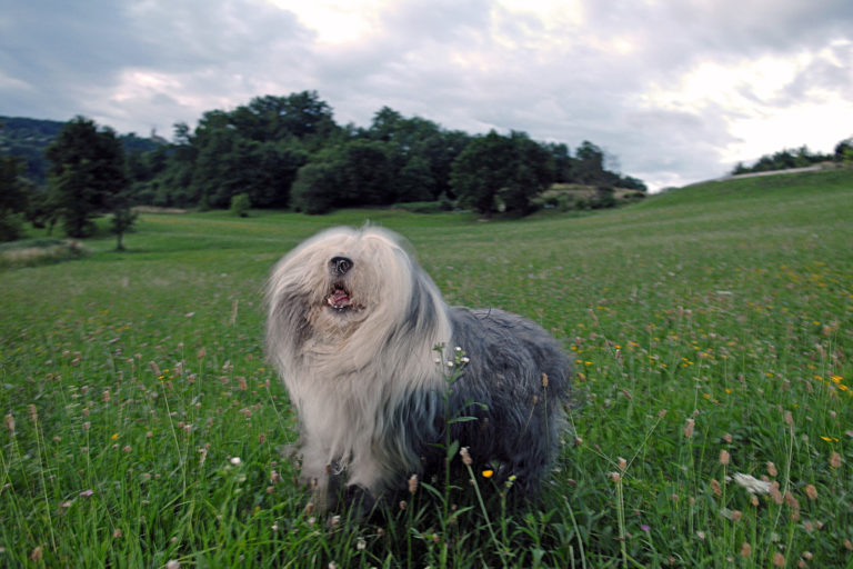 Top 7 leukste Europese hondenrassen - bobtail - BuddyBites