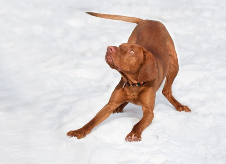 Top 7 leukste Europese hondenrassen - vizsla - BuddyBites