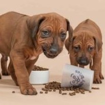 Tot welke leeftijd moet ik puppyvoeding geven? - BuddyBites