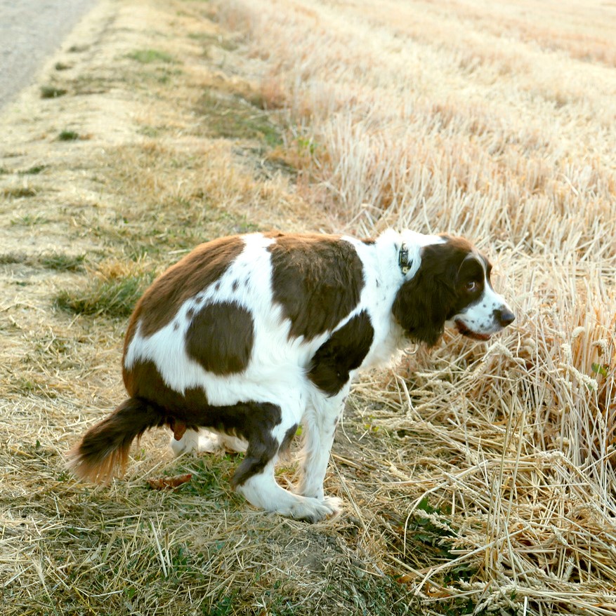 Stoelgang Honden Archieven Buddybites