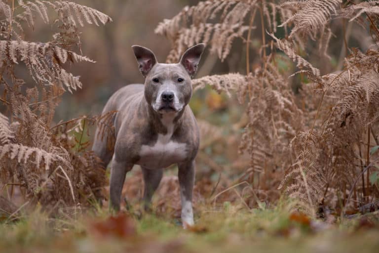 De sterkste, gespierde hondenrassen - Amerikaanse stafford - BuddyBites
