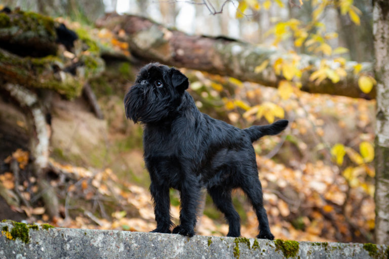 Klein, keiner, kleinste hondenrassen - Belgische Griffon - BuddyBites