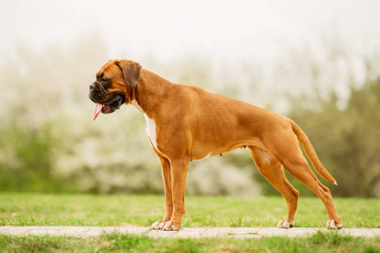 De sterkste, gespierde hondenrassen - Boxer - BuddyBites