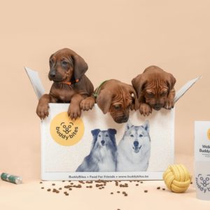 BuddyBites puppypakket - puppy's in doos