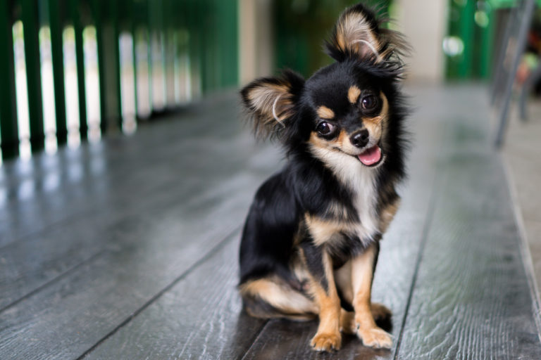 Klein, keiner, kleinste hondenrassen - Chihuahua - BuddyBites