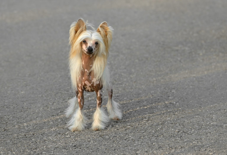Klein, keiner, kleinste hondenrassen - Chinese naakthond - BuddyBites