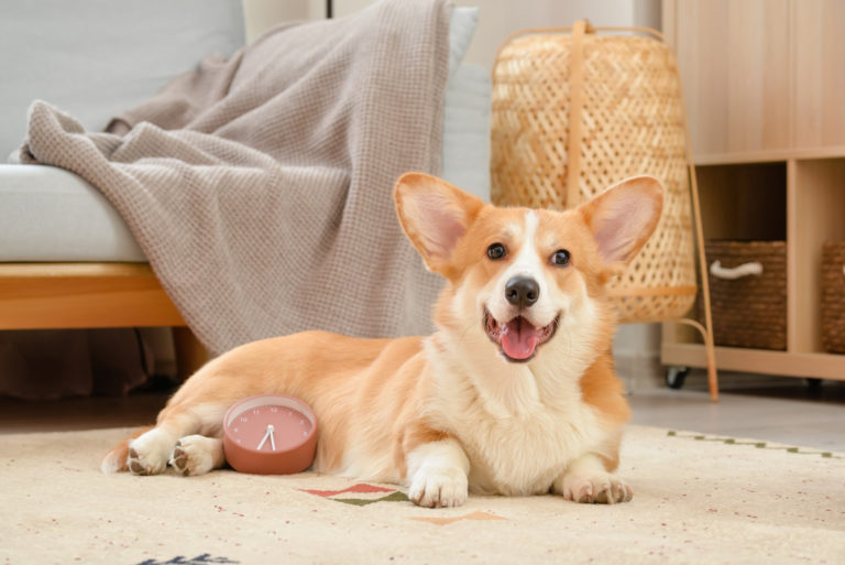 Deze hondenrassen zijn appartement-proof - Corgi - BuddyBites