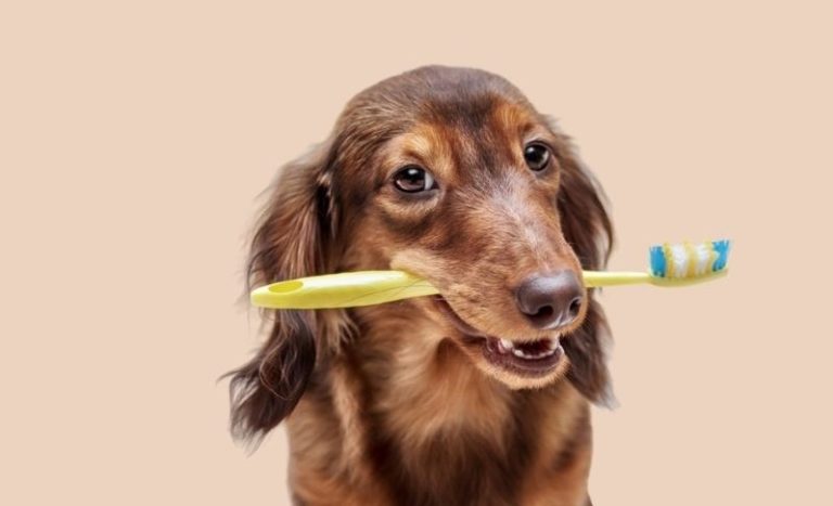 Veilig tanden poetsen bij je hond? Dat doe je zo! - BuddyBites