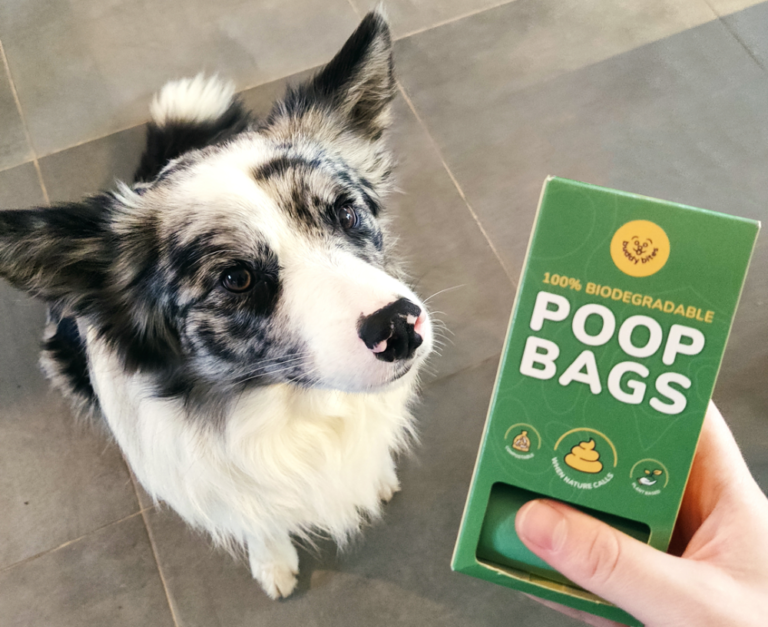 Prendre soin de votre chien et de la planète grâce aux sacs à crottes biodégradables BuddyBites