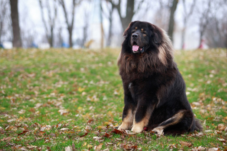 Tibetaanse mastiff - duurste hondenrassen - BuddyBites