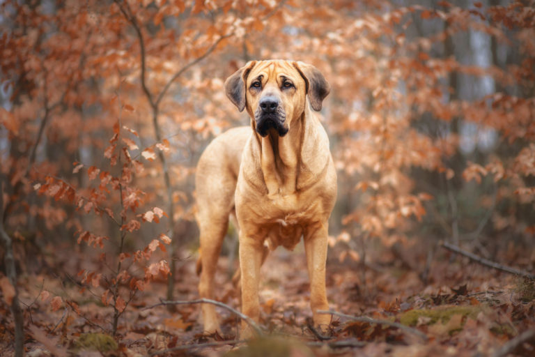 Top 7 grootste hondenrassen - Broholmer - BuddyBites