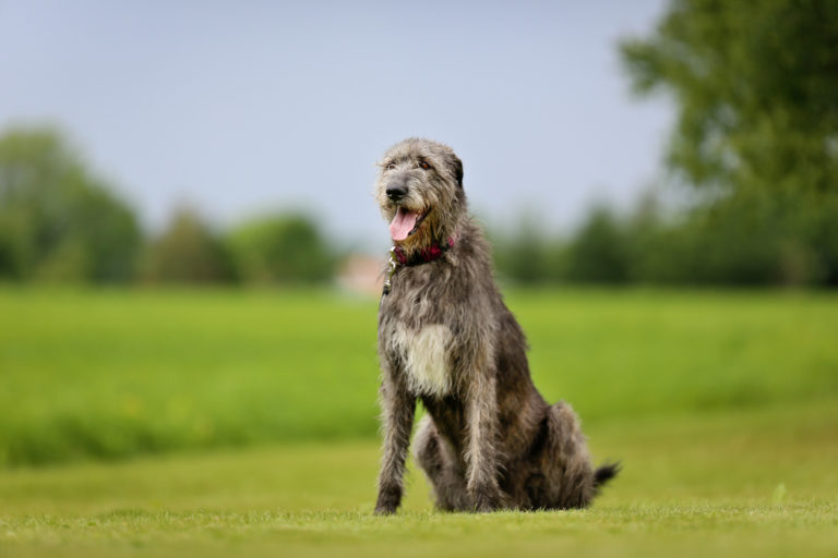 Top 7 grootste hondenrassen - Ierse wolfshond - BuddyBites