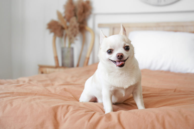8 kleinste hondenrassen - BuddyBites