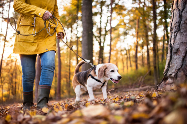 Op wandeling met je hond - ultieme checklist - BuddyBites