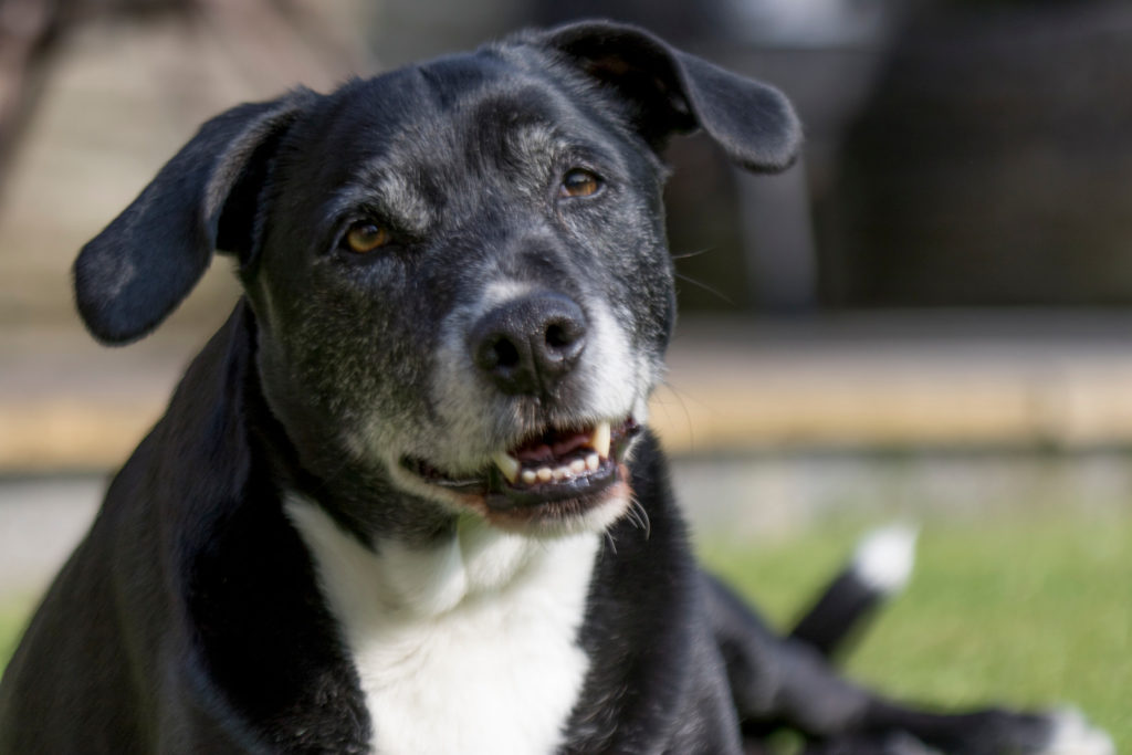 De beste voedingssupplementen voor een hond met artrose - BuddyBites