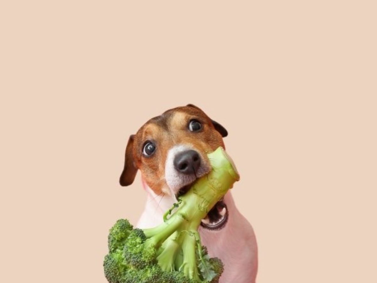 niemand logica Dragende cirkel Welke groenten mag een hond eten? Een healthy top 10! - BuddyBites
