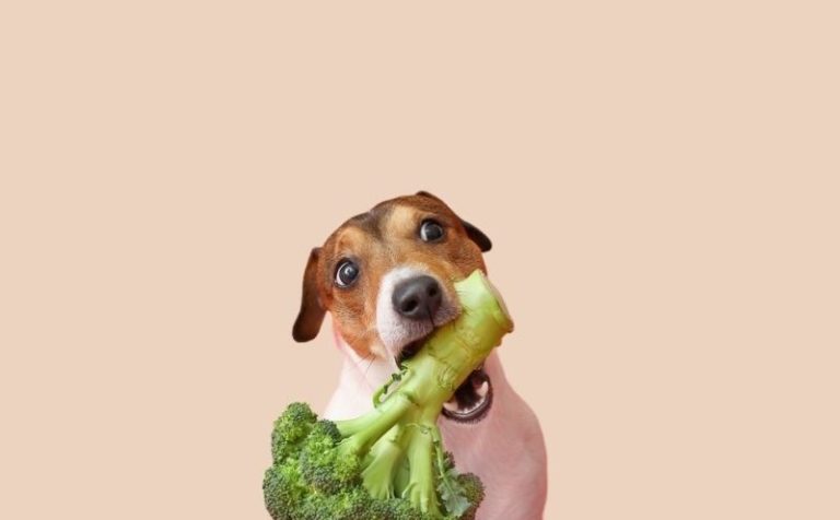 Welke groenten mag een hond eten - BuddyBites